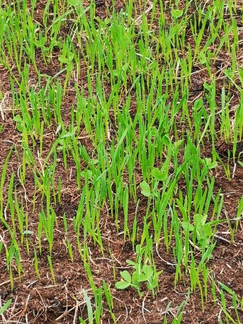 Oats & Peas are up in the field just in time to put on some growth before winter sets in.